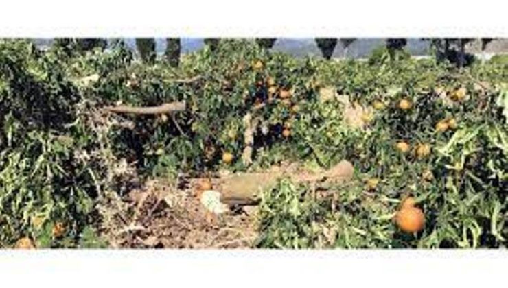 Kiracı kendisini evden çıkartmak isteyen ev sahibinin narenciye bahçesindeki ağaçları hasara uğrattı