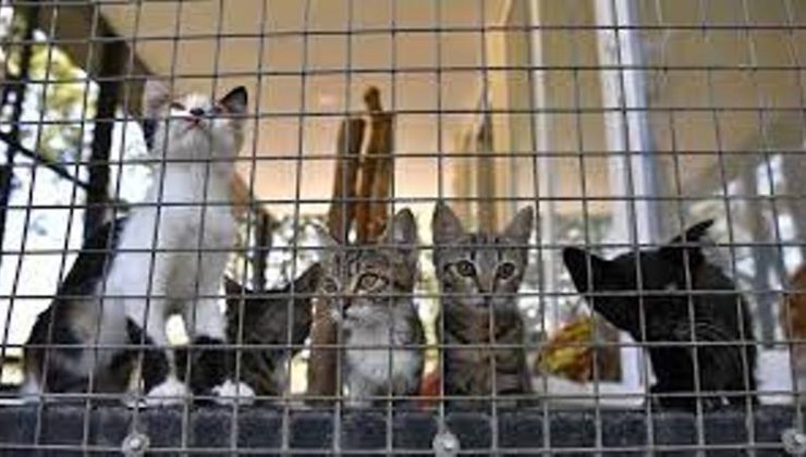 Mağusa’da veteriner dairesine ait barınaktan kedi çalındı zanlı olarak 1 kişi tutuklandı