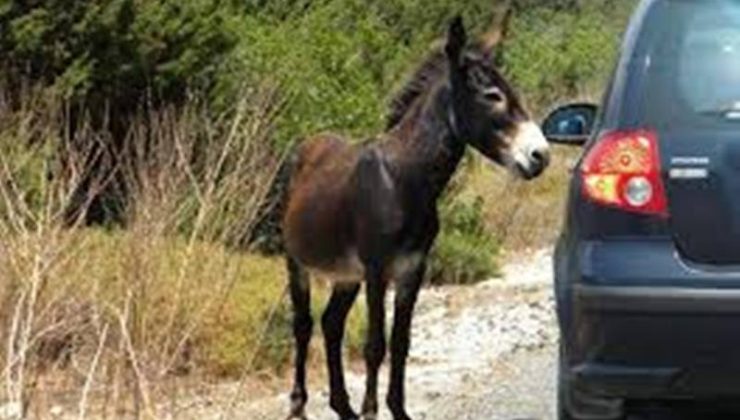 Alkollü sürücü Lefkoşa-Gazimağusa ana yolu üzerinde eşeğe çarptı tutuklandı