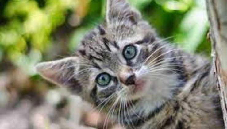 Güney Kıbrıs’ta ‘FİP’ salgını! Yüzbinlerce kedi 7 ayda öldü… İnsana bulaşırmı telaşı başladı