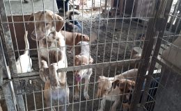 Menderes ”Gönyeli-Alayköy Belediyesi hayvan barınağı iyileştirilecek”
