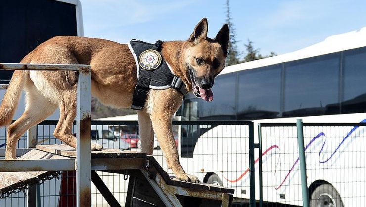 Tasarrufunda askeri mermi 11 bin 900 Euro ve köpek tasması içerisine sakladığı kokain bulundu