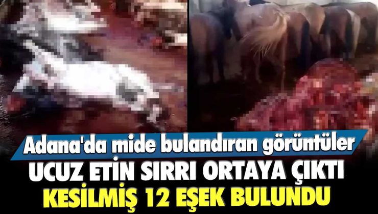 Adana’da 12 kesilmiş eşek bulundu!