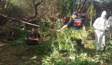 Ektiği keneviri hasat ederken yakalandı