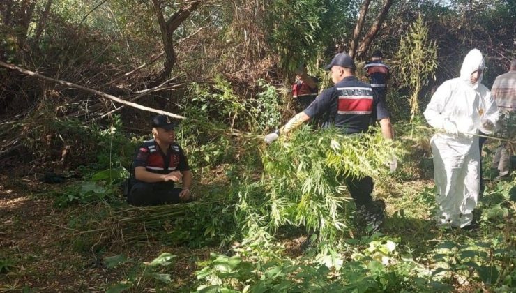 Ektiği keneviri hasat ederken yakalandı