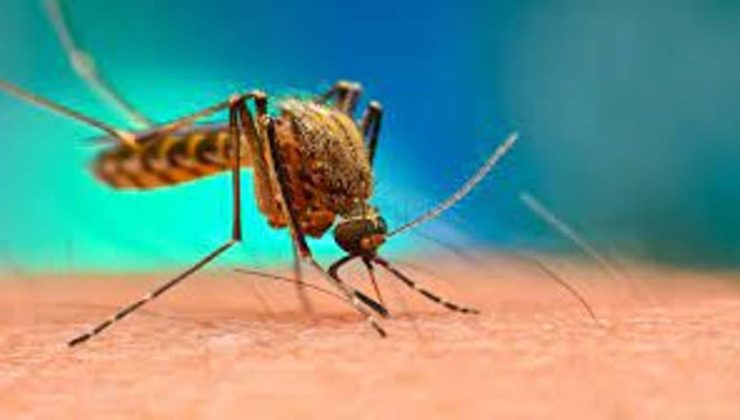 Lefkoşa’da Batı Nil Virüsü teşhisi konulan 3 kişiden biri hayatını kaybetti