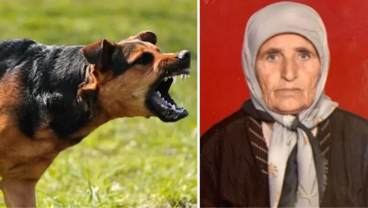 Başıboş köpeklerin saldırdığı yaşlı kadın hayatını kaybetti