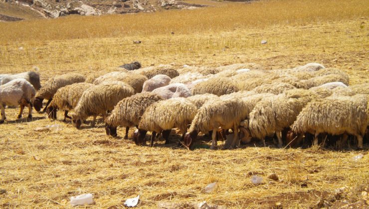 Dağyolunda hayvanlarını bir başkasına ait buğday ekili tarlaya sokarak ekili ürünlere zarar verdi