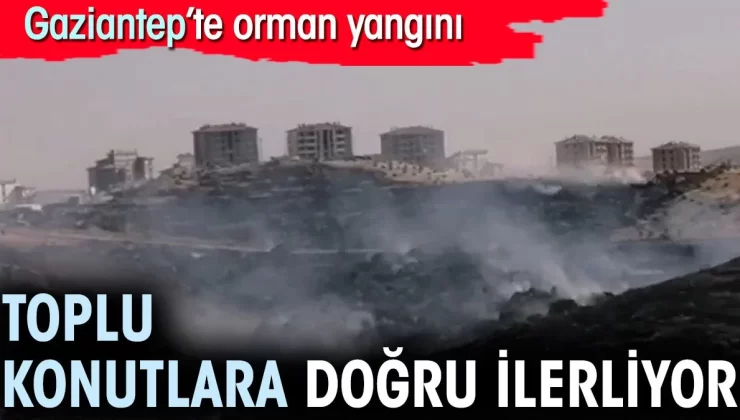 Gaziantep’te orman yangını. Toplu konutlara ilerliyor