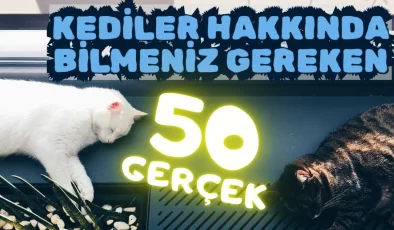 Kediler hakkında bilmeniz gereken 50 gerçek