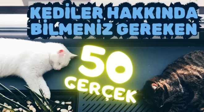 Kediler hakkında bilmeniz gereken 50 gerçek