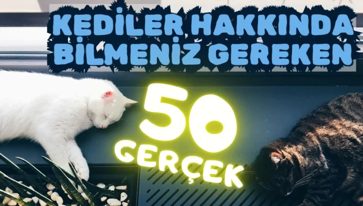 Kediler hakkında bilmeniz gereken 50 gerçek