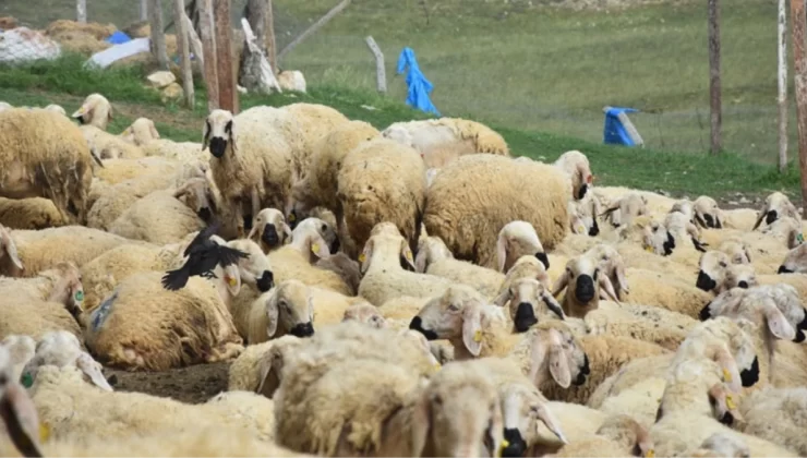 40 bin TL’ye çoban bulamayan köylüler, hayvanlarını satmaya başladı