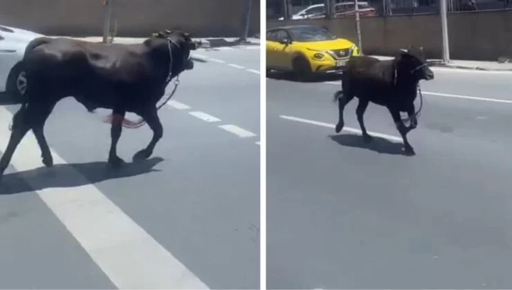 Kurbanlık dana firarda! Trafiği birbirine katıp ilçe değiştirdi