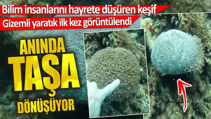 Gizemli yaratık ilk kez görüntülendi. Anında taşa dönüşüyor