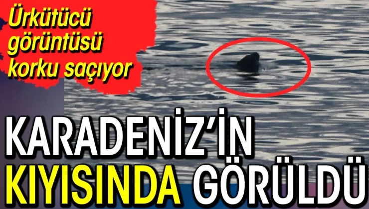 Karadeniz’in kıyısında görüldü. Ürkütücü görüntüsü korku saçıyor