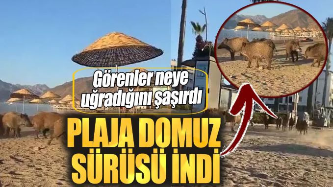 Plaja domuz sürüsü indi. Görenler neye uğradığını şaşırdı.