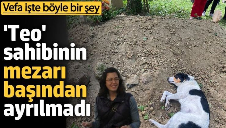 ‘Teo’ insanlara vefa örneği sundu ve ölen sahibinin mezarının başından ayrılmadı.