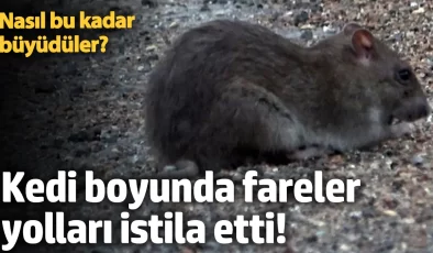 Kedi boyunda fareler yolları istila etti! Nasıl bu kadar büyüdüler?