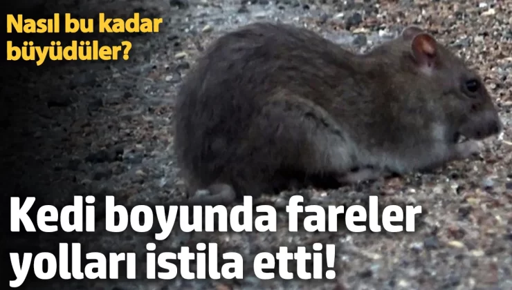 Kedi boyunda fareler yolları istila etti! Nasıl bu kadar büyüdüler?