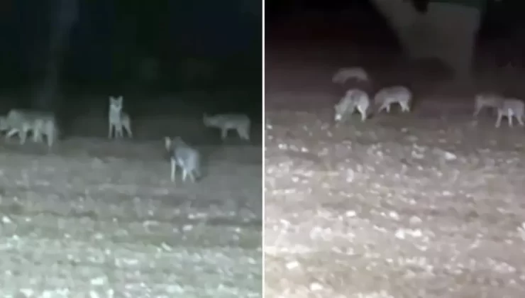 Tarlasını süren çiftçi, bir anda kurt sürüsünün arasında kaldı